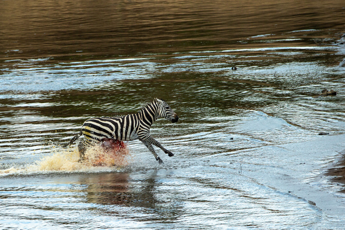 Brutal: Crocodile rips out zebra's guts during Mara River crossing