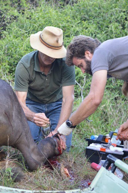 Removing a snare from a buffalo's leg