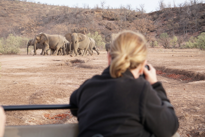 Taking photos of elephants from the vehicle