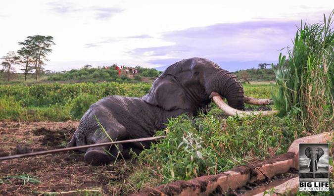Tim, the big tusker, being rescued from the mud