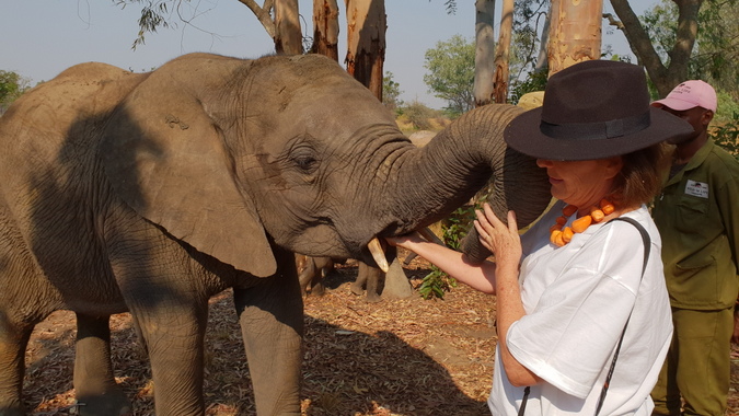 Rescued elephant at Elephants Alive