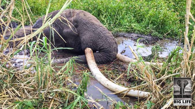 Tim, the big tusker, stuck in the mud