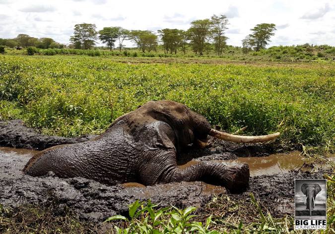 Tim, the big tusker elephant, stuck in the mud