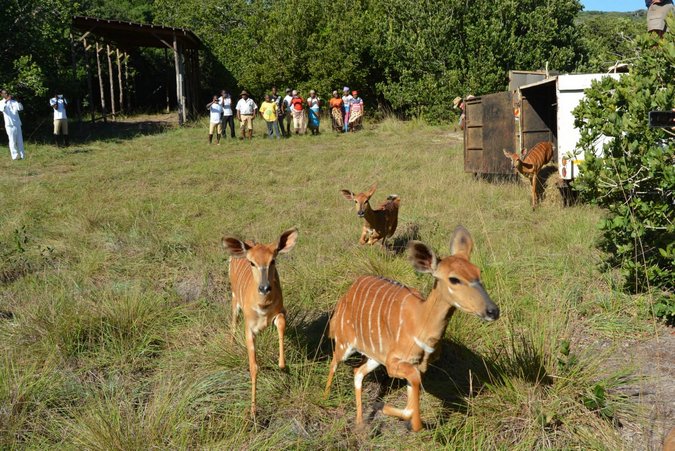 Nyala released into Maputo Special Reserve