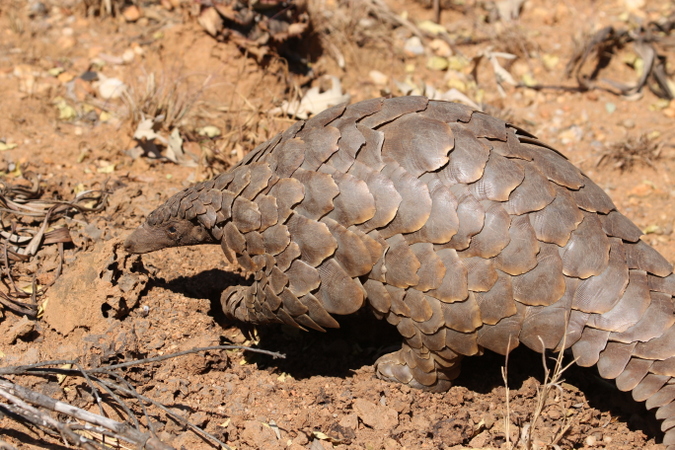 Pangolin