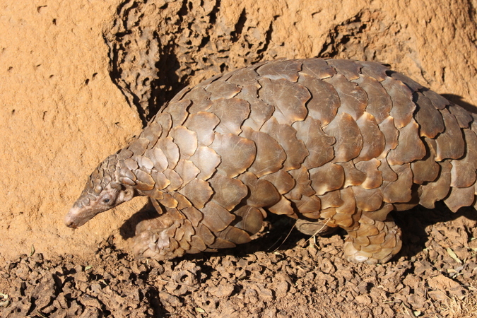 Pangolin