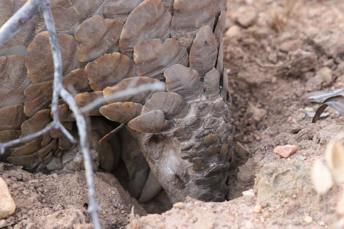 Pangolin