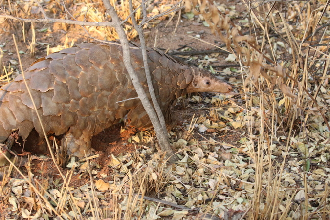 Pangolin