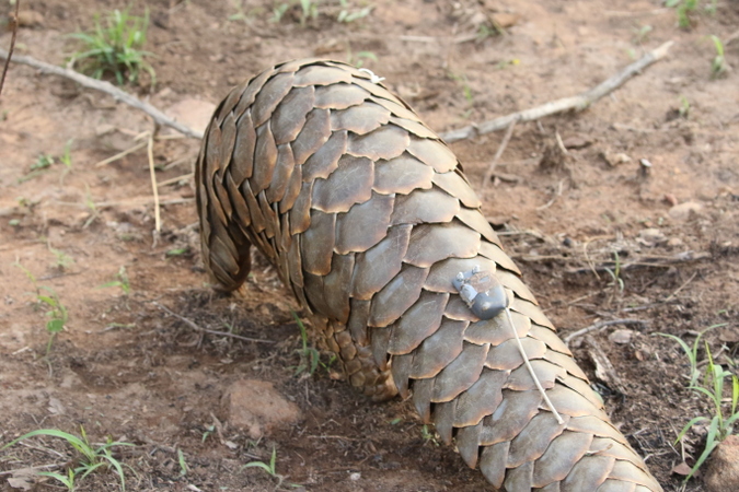 Pangolin