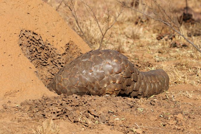 Pangolin