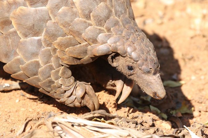 Pangolin