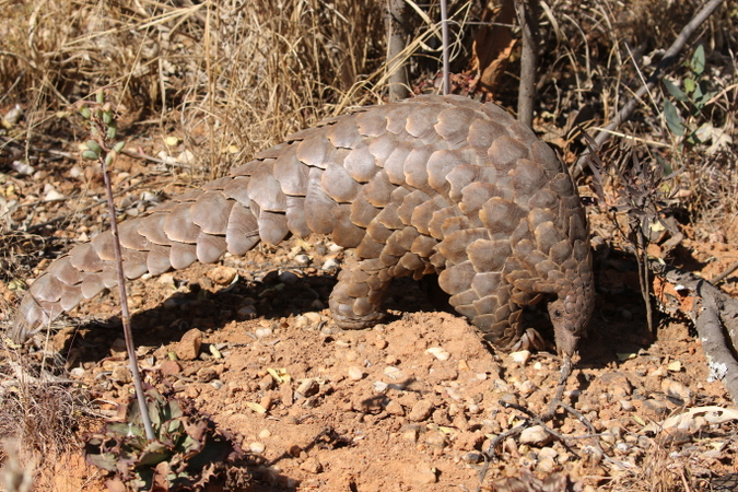 Pangolin