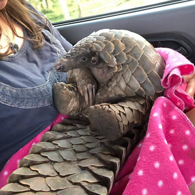 A pangolin being transported to a release site
