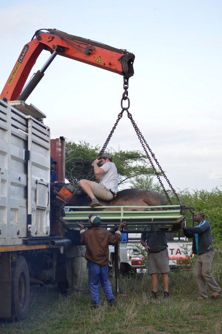 Uploading buffalo for translocation to Maputo Special Reserve