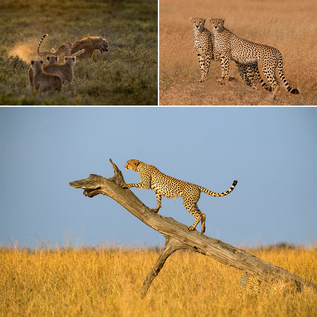 pet cheetah attack