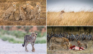 The Cheetah - Africa Geographic