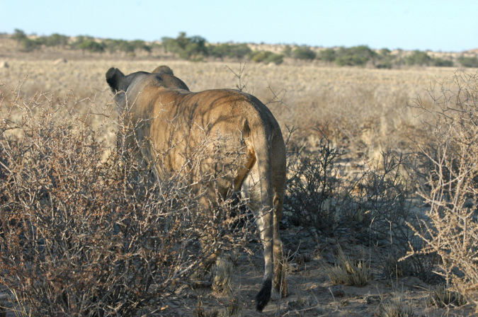 A lioness on the prowl in the Kgalagadi Transfrontier Park 