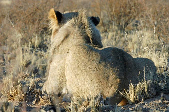 The male lion in the Kgalagadi Transfrontier Park 