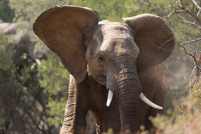 An African savannah elephant (Loxodonta africana)