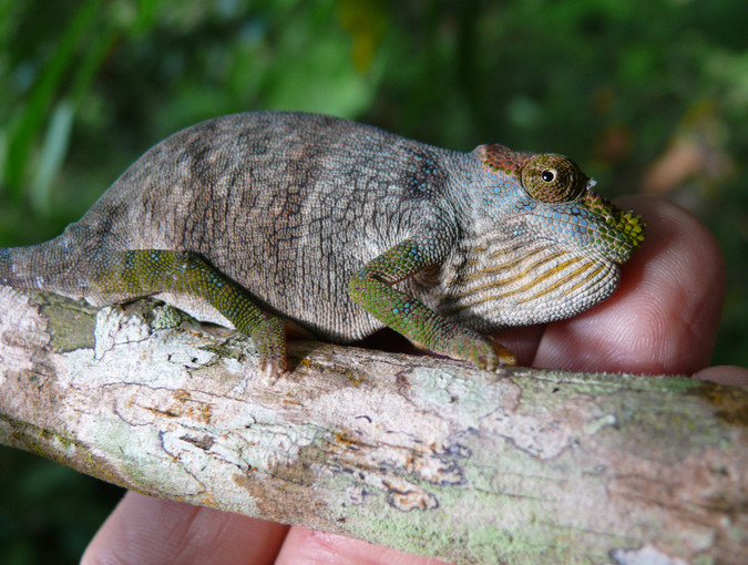 Magombera chameleon © Andrew Marshall, wildlife