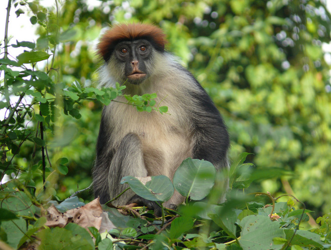 Udzungwa red colobus © Andrew Marshall, wildlife