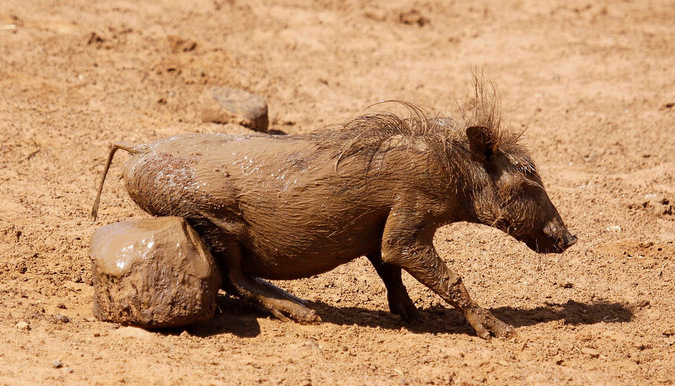 A muddy piglet relieving an itch