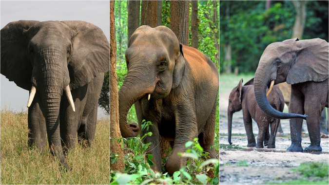 Norsujen kolme lajia: (Loxodonta africana), aasialainen norsu (Elephas maximus) ja afrikkalainen metsänorsu (Loxodonta cyclotis)