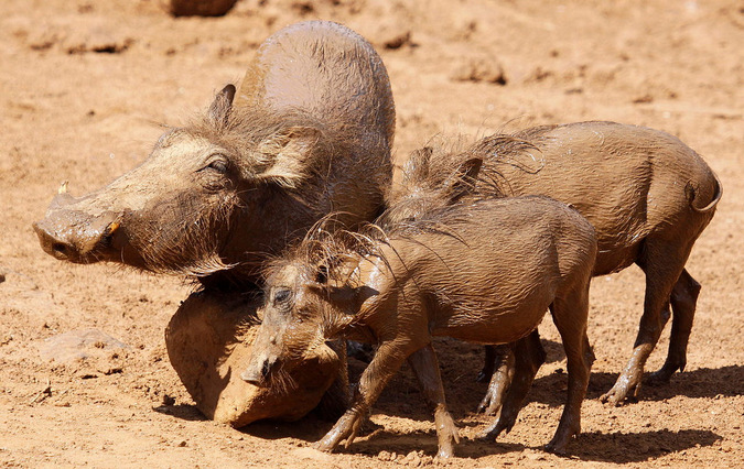 A warthog and its young using a rock as a scratching pos