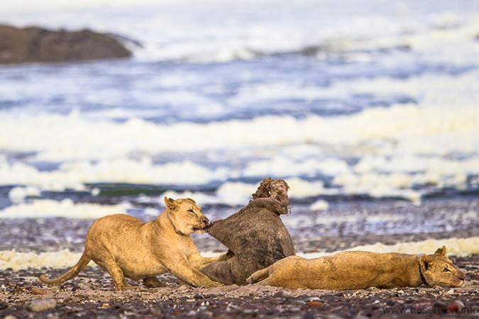 Lioness feeding on Cape fur seal 