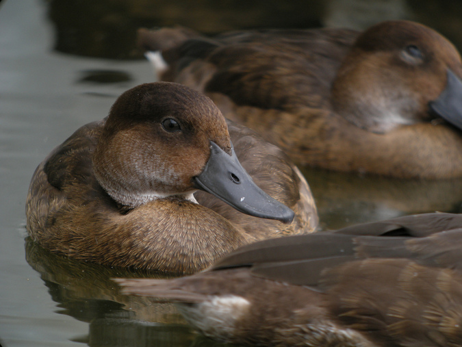 Madagascar Pochard (Aythya innotata)