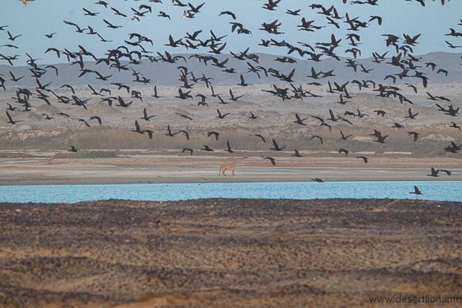 Lion hunting cormorants at Hoanib Lagoon