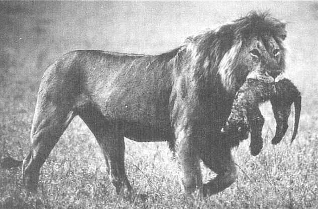 Lion infanticide, male lion carrying dead cub