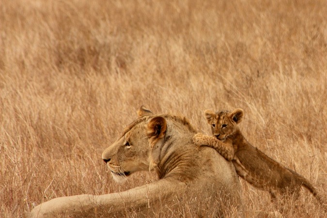 Lioness with cub