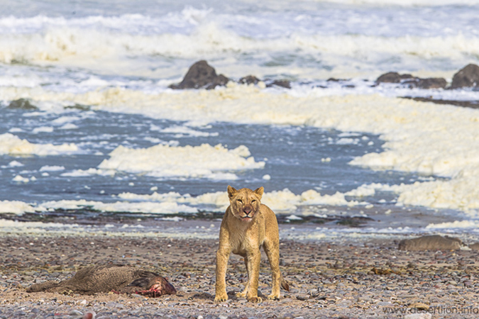 Lioness with a Cape fur seal in Namibia