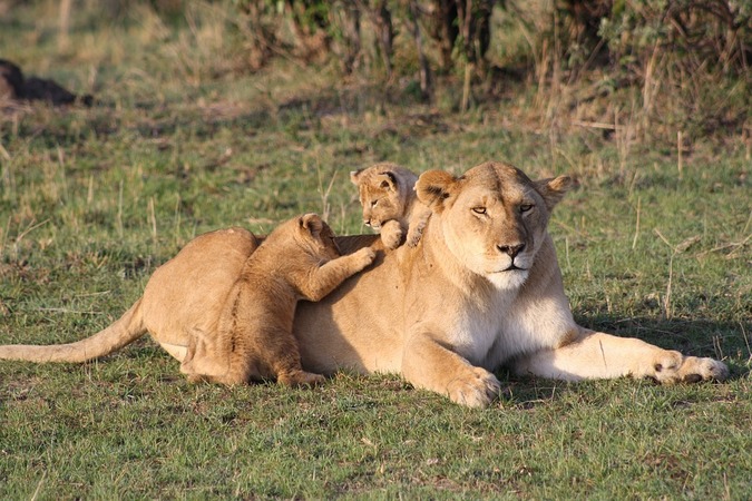 Lioness with two cubs