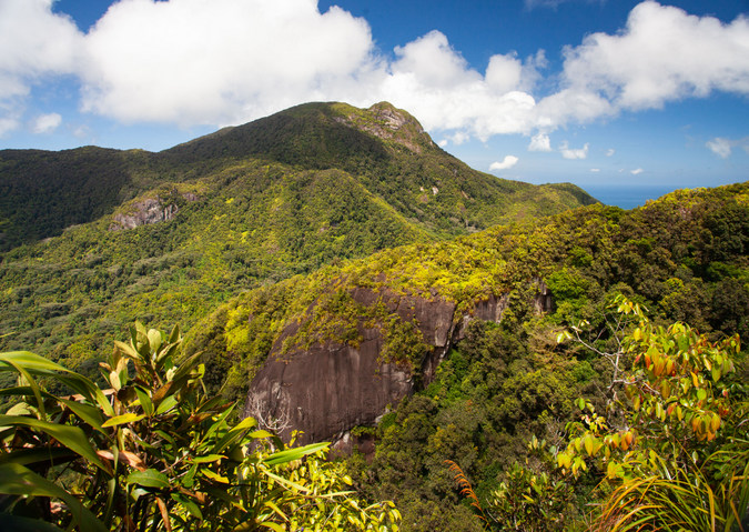 The Jurassic-like vegetation of Mahé in the Seychelles