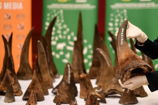 Seized rhino horn in Malaysia