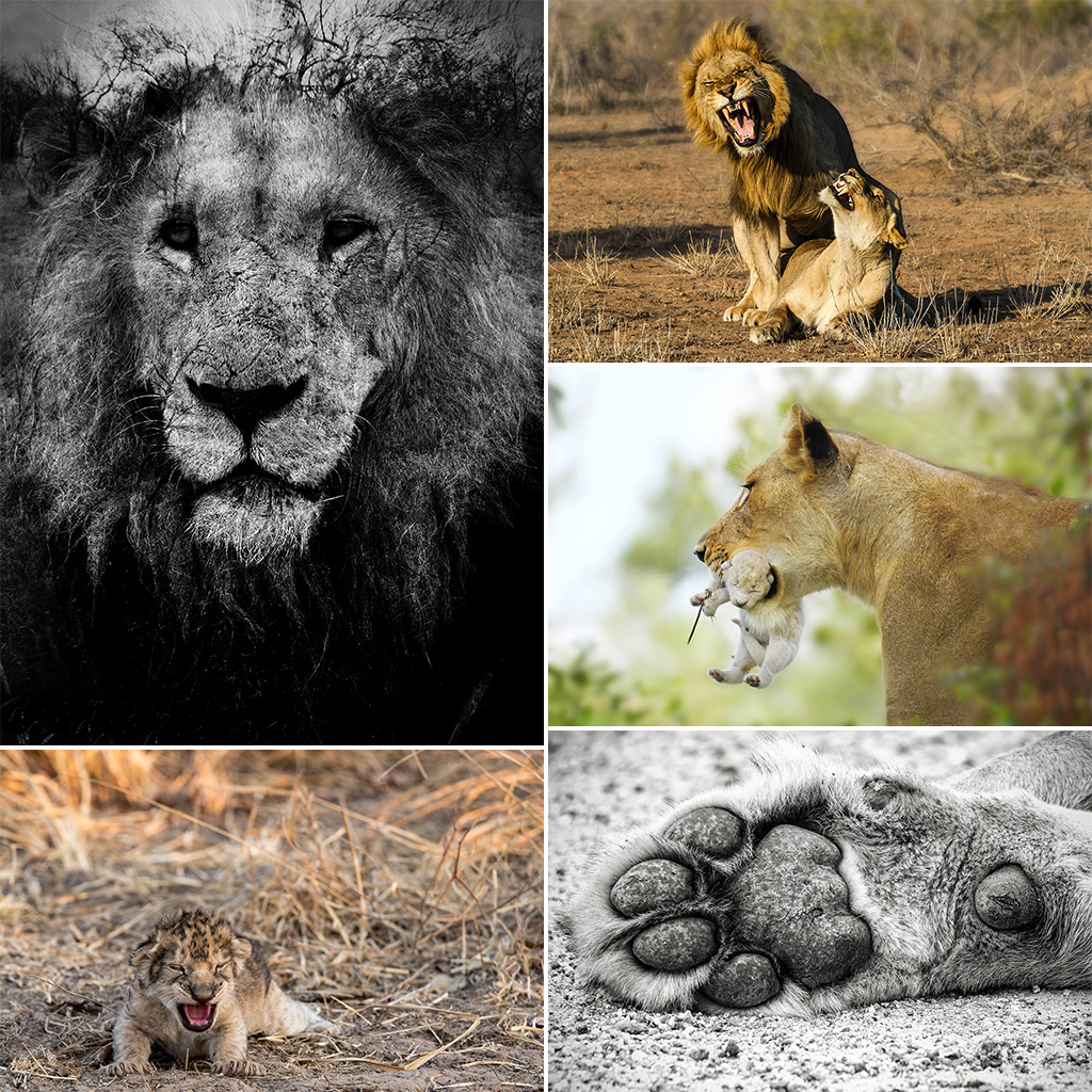 Lion  African Wildlife Foundation