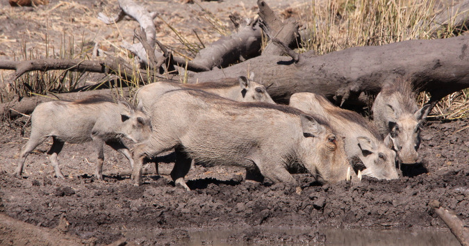 A sounder at a muddy waterhole drinking 