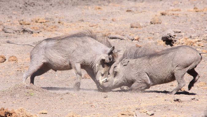 Two warthogs clashing