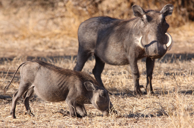 An adult and juvenile warthog