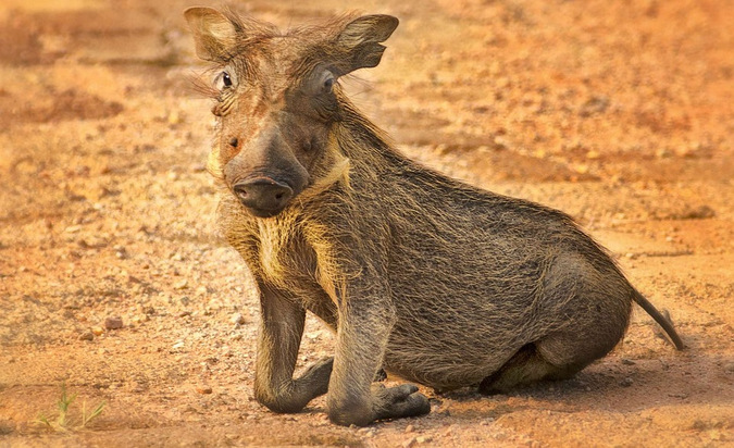 A warthog piglet 'kneeling' on its wrists