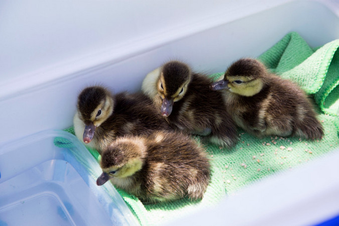 Madagascar pochard ducklings