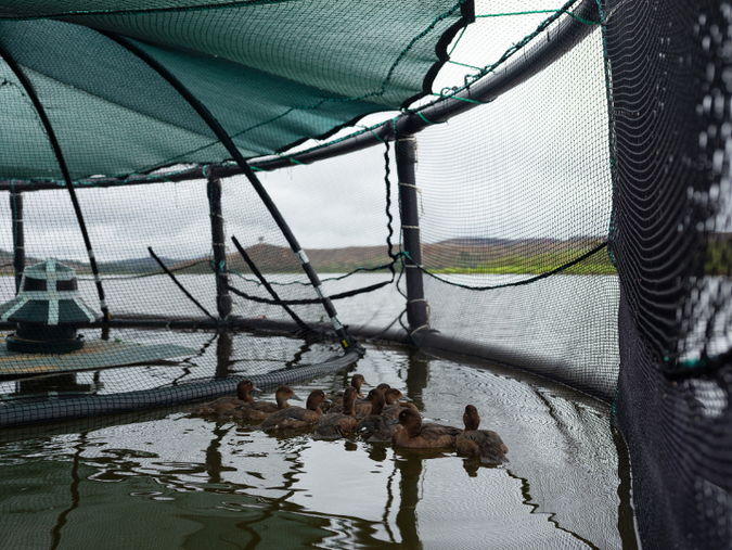 Pochards in the floating aviary on Lake Sofia