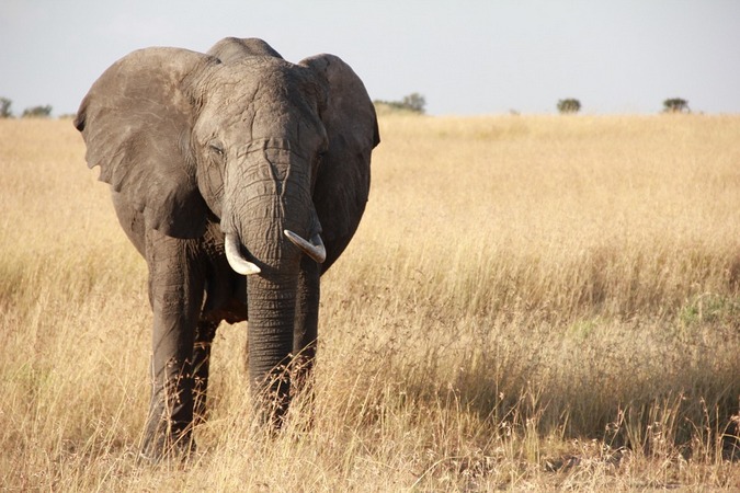 elephant-Tanzania-001 - Africa Geographic