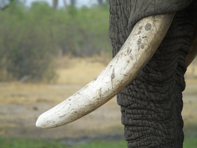 African elephant tusks, ivory