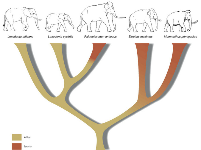 A revised tree showing phylogenetic relationships among living and extinct members of the elephant family