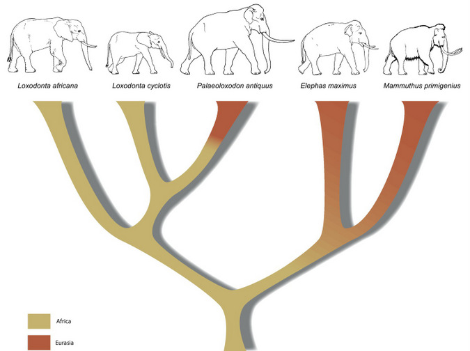 Ein überarbeiteter Baum, der die phylogenetischen Beziehungen zwischen lebenden und ausgestorbenen Mitgliedern der Elefantenfamilie zeigt