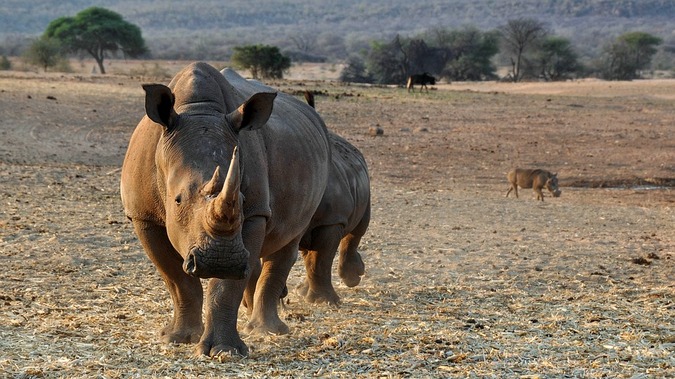 White rhino in Namibia