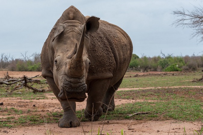 White rhino in Eswatini, Kingdom of Swaziland